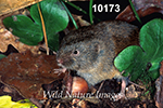 Microtus pinetorum, Woodland Vole